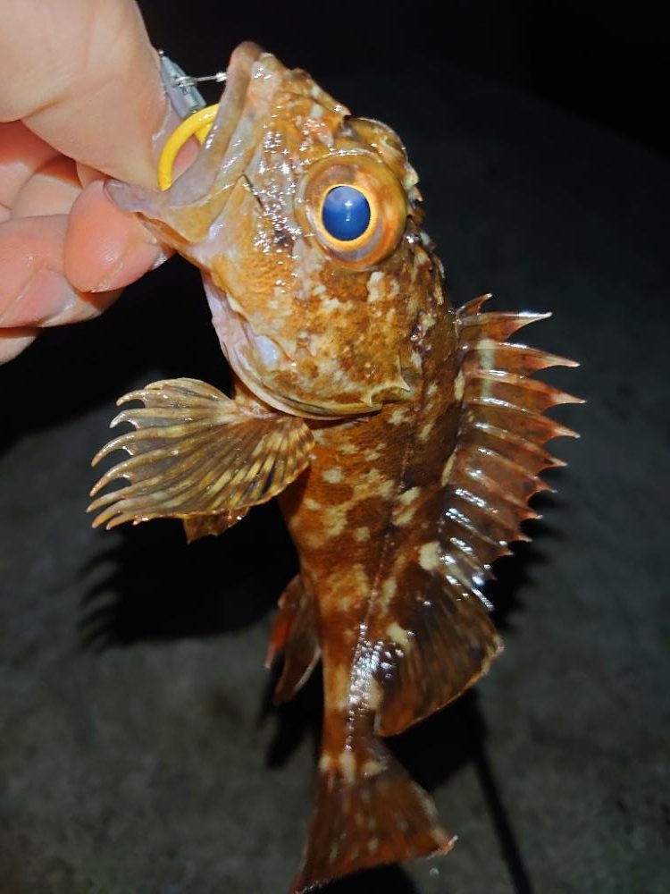 今季初メバリング