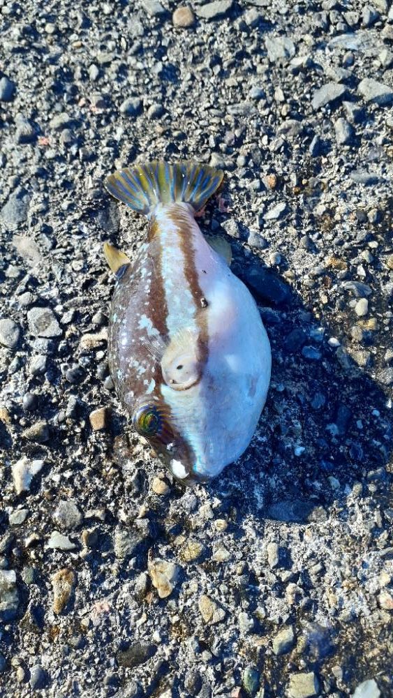 この季節が来たね❗