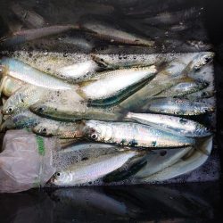 入れ食いボコボコサーディン