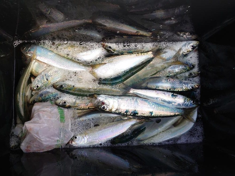 入れ食いボコボコサーディン