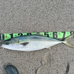 吹上浜にて砂鰤ゲット!