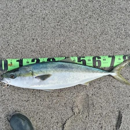 吹上浜にて砂鰤ゲット!