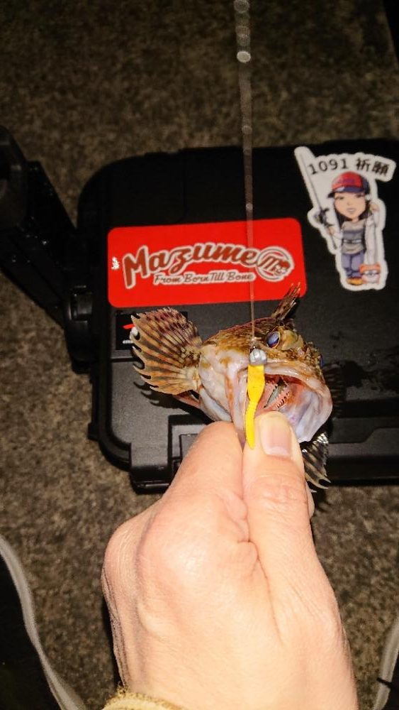 久しぶりのガシラちゃん