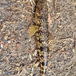 ロックフィッシュはいいね