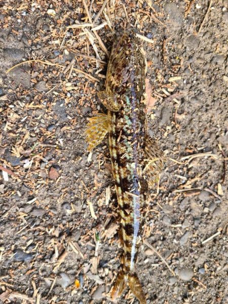 ロックフィッシュはいいね