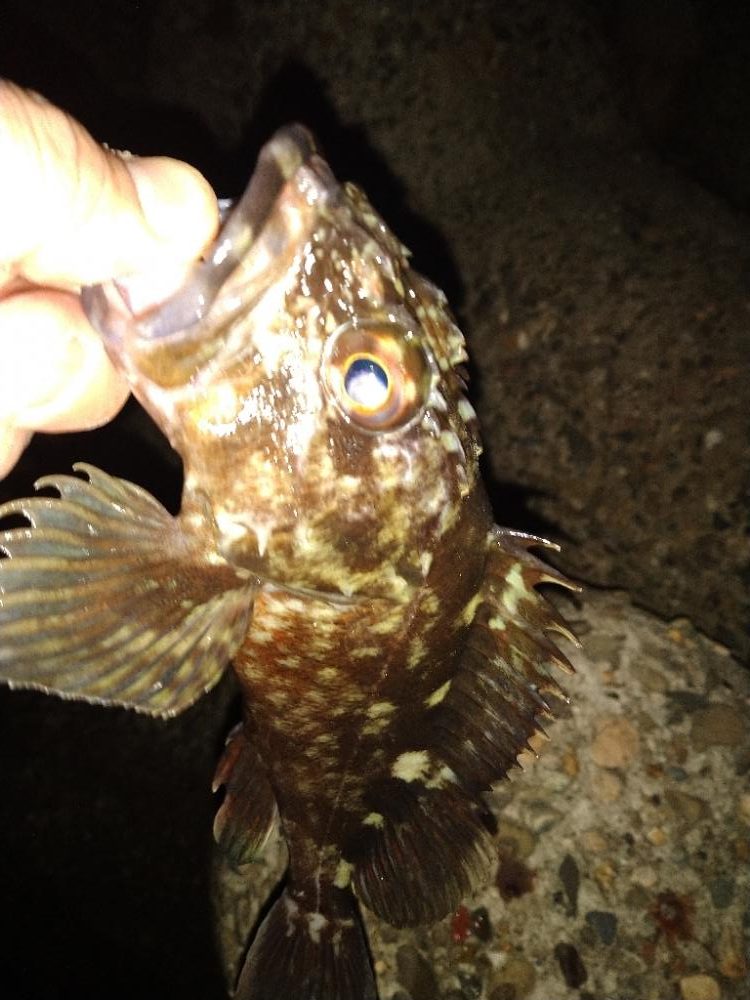 ちょい釣り20230203