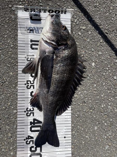 イチノ兄弟（兄）釣果！