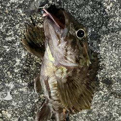 子猫が可愛すぎて釣りにならなかった