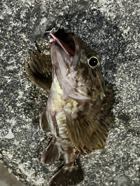 子猫が可愛すぎて釣りにならなかった