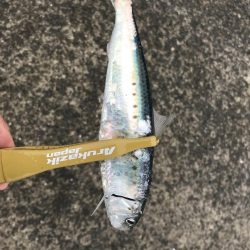 引き続きイワシ好調