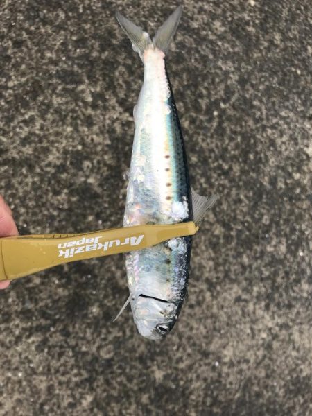 引き続きイワシ好調