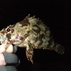 メバリング?ガシリング?