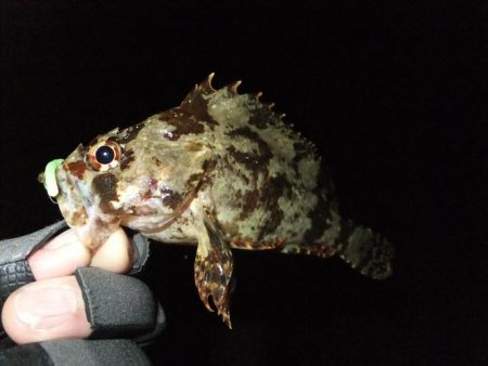 メバリング?ガシリング?