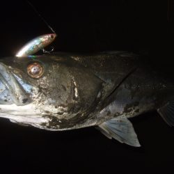 極寒のアフターシーバス