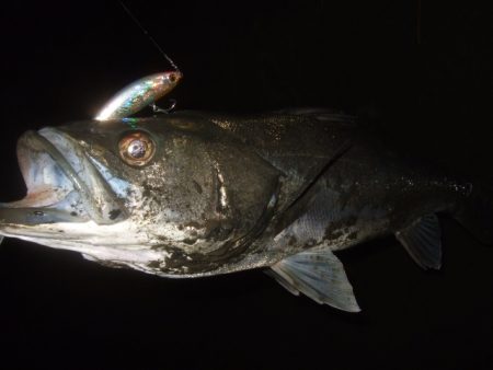 極寒のアフターシーバス