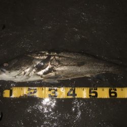 厳寒の戻りシーバス