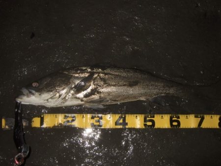 厳寒の戻りシーバス