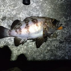 久々にメバルにあえた