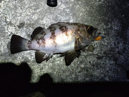 久々にメバルにあえた