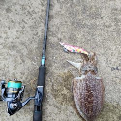 コウイカエギング