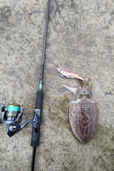 コウイカエギング