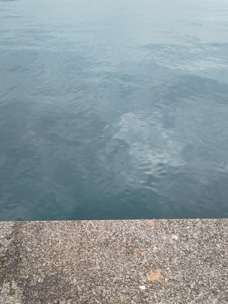 コウイカエギング