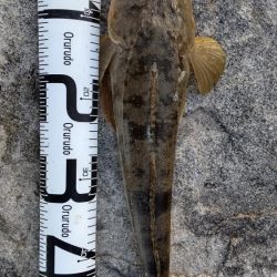 激渋の中、マゴチ