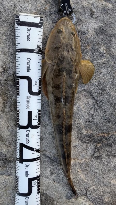 激渋の中、マゴチ