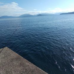 今日もヤリイカ