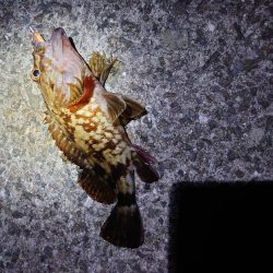 明石二見メバリング