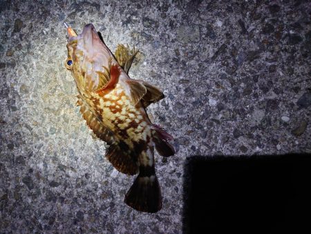 明石二見メバリング