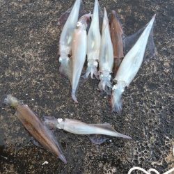 ビギナーズラック2