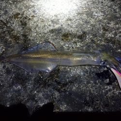 ヤリイカエギング