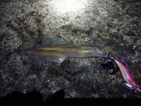 ヤリイカエギング