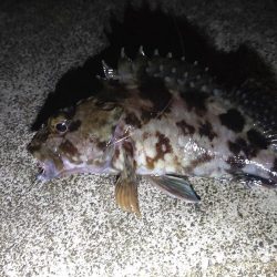 メパリング初め