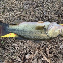 初バスを釣りに