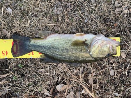初バスを釣りに