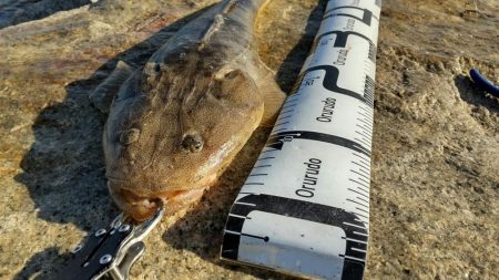 極寒の紀ノ川恐るべし！