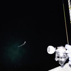 タチウオジギング