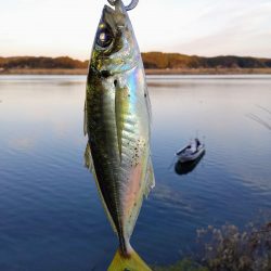 尺鯵狙いでライトワインド