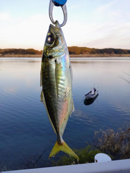 尺鯵狙いでライトワインド
