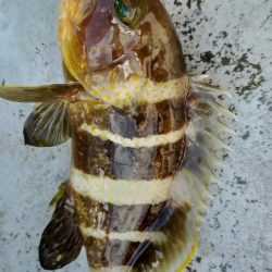 チカメキントキ高活性