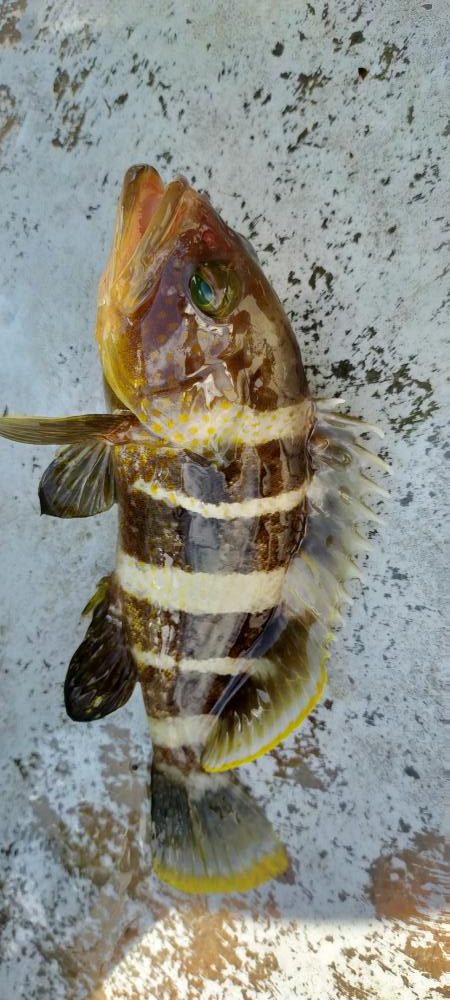 チカメキントキ高活性