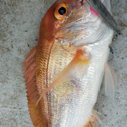 ネギネギ五目釣り