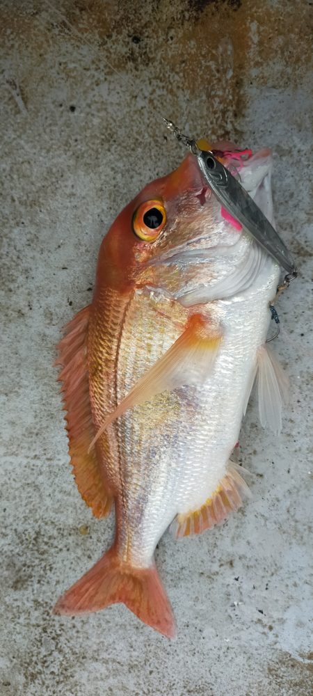 ネギネギ五目釣り