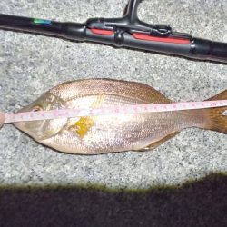 2023/01/31 南港ライトゲーム釣行