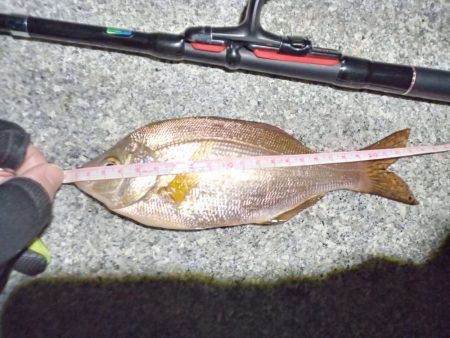 2023/01/31 南港ライトゲーム釣行