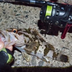 2023/02/03 南港ライトゲーム釣行