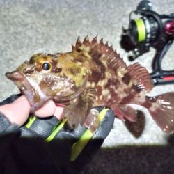 2023/02/04 南港ライトゲーム釣行