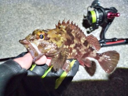 2023/02/04 南港ライトゲーム釣行